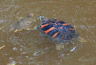 [A turtle with a black shell with red stripes on it swims near a much smaller red-eared slider.]